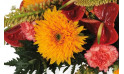 Vue sur un magnifique double gerberas orange | Entrefleuristes