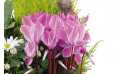 Zoom 1 image de Infini, coupe de plantes rose & blanche - Entrefleuristes