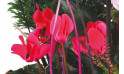 Zoom 1 image de Le jardin des Anges, assemblage de plantes fleuries - Entrefleuristes
