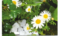 vue sur les anthémis blancs de la jardinière de plantes roses & blanches Calypso | Entrefleuristes