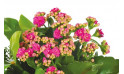 vue sur le kalanchoé rose de la jardinière de plantes roses & blanches Calypso | Entrefleuristes