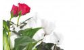 vue sur un rosier rouge et un cyclamen blanc de la Composition de deuil blanche, rose, fuchsia Souvenir | Entrefleuristes