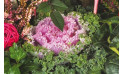Zoom 2 image de Morphée, coupe de plantes rouges & vertes - Entrefleuristes