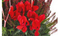 Zoom 1 image de Morphée, coupe de plantes rouges & vertes - Entrefleuristes