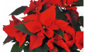 Entrefleusiteszoom sur les feuille du Poinsettia rouge en fleurs | Entrefleuristes