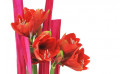 zoom sur les têtes d'amaryllis de la Composition florale Tonique | Entrefleuristes