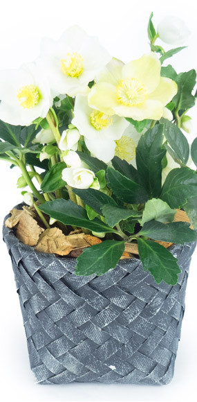 mosaïque : image de la plante de saison l'héllébore, la rose de Noël | Entrefleuristes mosaïque : image de la plante de saison l'héllébore, la rose de Noël | Entrefleuristes