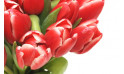 zoom sur de très belles tulipes rouges du Bouquet de Perle Douce | Entrefleuristes