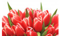 zoom sur le haut du Bouquet de tulipes rouges Perle Douce | Entrefleuristes