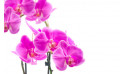 Zoom image de l' Orchidée Double Branche Rose Mauve - Entrefleuristes