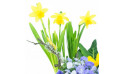 zoom sur les jonquilles de la Composition de plantes Jonquilles en Folie | Entrefleuristes