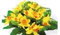 zoom sur le Bouquet de Jonquilles Délice Printanier | Entrefleuristes