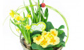 zoom sur le panier printanier de Jonquilles et Primevère | Entrefleuristes
