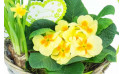 zoom sur les primevères du Panier printanier de Jonquilles et Primevère | Entrefleuristes