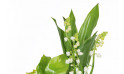 Zoom 1 image de Muguet Plaisir, composition de plantes - Entrefleuristes