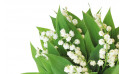 macro sur les brins du bouquet de muguet heureux - Entrefleuristes