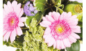 Zoom sur les gerberas rose du bouquet | Entrefleuristes