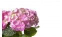 macro sur les fleurs de l'Hortensia Rose | Entrefleuristes