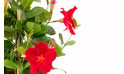 macro sur les fleurs rouge du dipladenia | Entrefleuristes