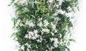 Zoom du jasmin en fleur photo principale | Entrefleuristes
