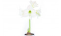  Amaryllis en pot "Belle de Noël" image zoom principale | Entrefleuristes