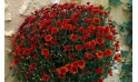 zoom sur le Chrysanthème Multifleurs Rouge Orange | Entrefleuristes