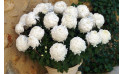 Zoom image du Chrysanthème boule blanc en potée - Entrefleuristes