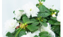  Azalée blanche avec décoration zoom fleurs | Entrefleuristes