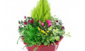 Zoom image de Tendre Pensée, coupe de plantes colorées - Entrefleuristes