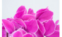  Plante d'extérieur cyclamen rose zoom fleurs | Entrefleuristes