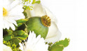 zoom sur un pavot du bouquet Rêve Blanc | Entrefleuristes
