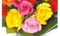  zoom sur quatre roses jaune, rose & fuchsia | Entrefleuristes