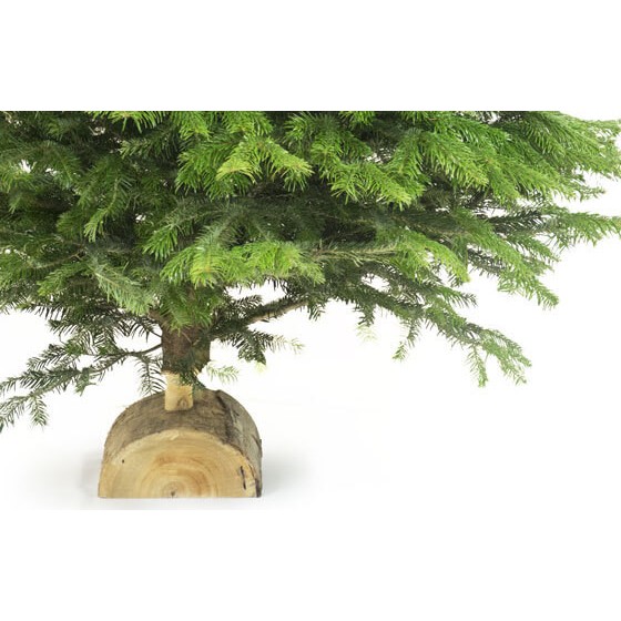 Nordmann, Sapin de Qualité Extra Livraison de sapins à domicile EntreFleuristes