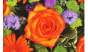 image d'une rose orange | Entrefleuristes