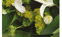 zoom sur les buplurum du bouquet de fleurs | Entrefleuristes