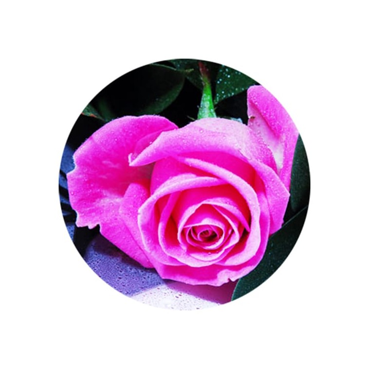  image du bouquet de Roses fuschia moyenne tige | Entrefleuristes