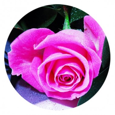  image du bouquet de Roses fuschia moyenne tige | Entrefleuristes