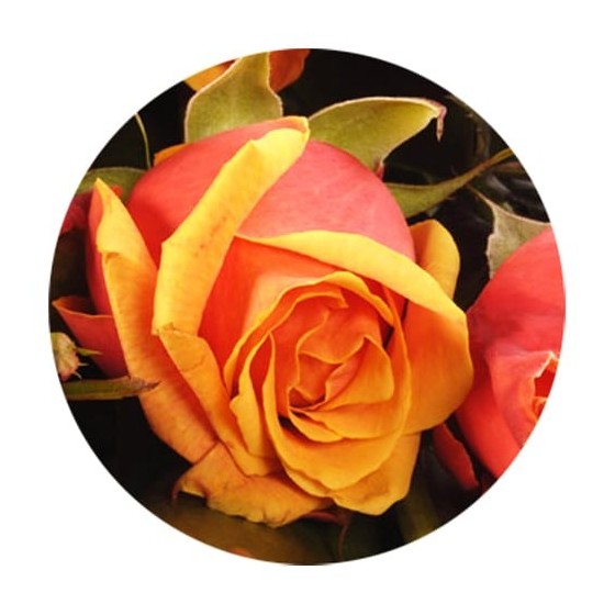 image du bouquet de Roses orange moyennes tiges | Entrefleuristes