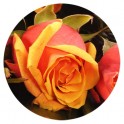 image du bouquet de Roses orange moyennes tiges | Entrefleuristes