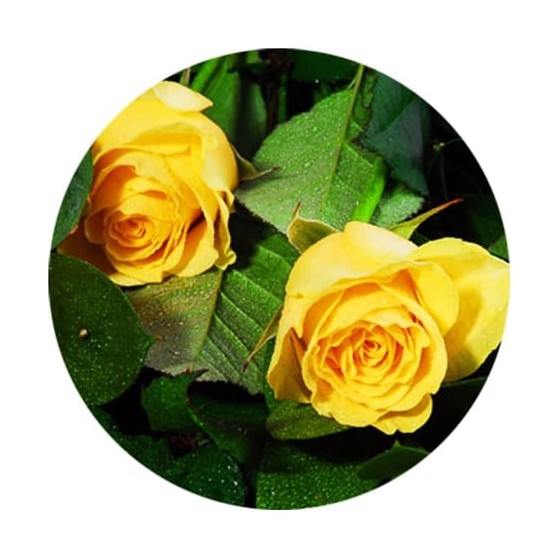  image du bouquet de Roses jaunes moyennes tiges | Entrefleuristes