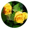  image du bouquet de Roses jaunes moyennes tiges | Entrefleuristes