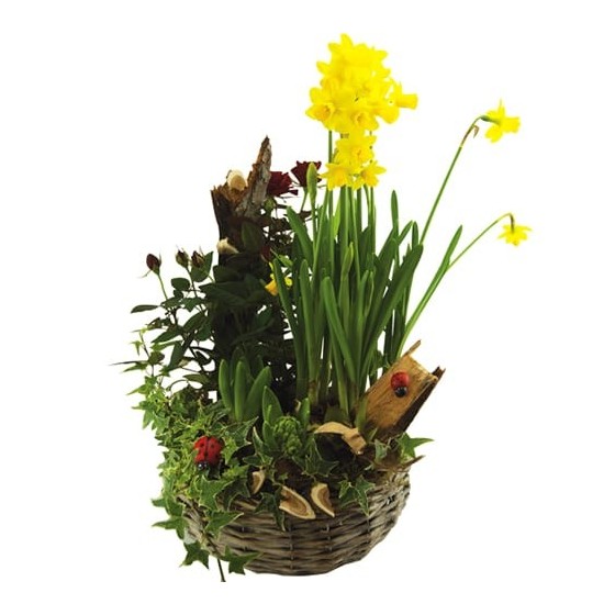 Image du Panier de Plantes deuil Jardin d'Ô | Entrefleuristes Image du Panier de Plantes deuil Jardin d'Ô | Entrefleuristes