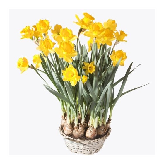 Image de la Coupe de jonquilles, L'Eveil | Entrefleuristes Image de la Coupe de jonquilles, L'Eveil | Entrefleuristes