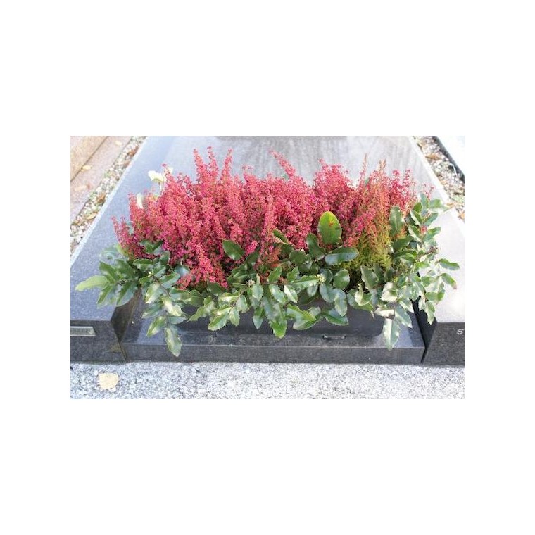 image de la création florale Jardin de Bruyères  | Entrefleuristes