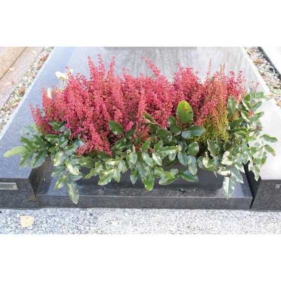 image de la création florale Jardin de Bruyères | Entrefleuristes image de la création florale Jardin de Bruyères | Entrefleuristes