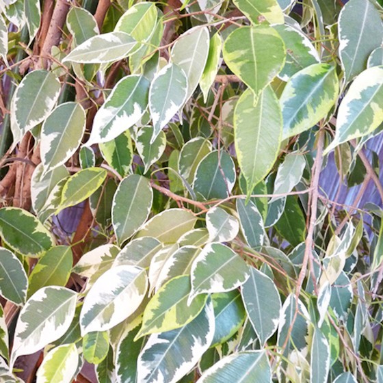 image de l'arbuste, le Ficus  | Entrefleuristes