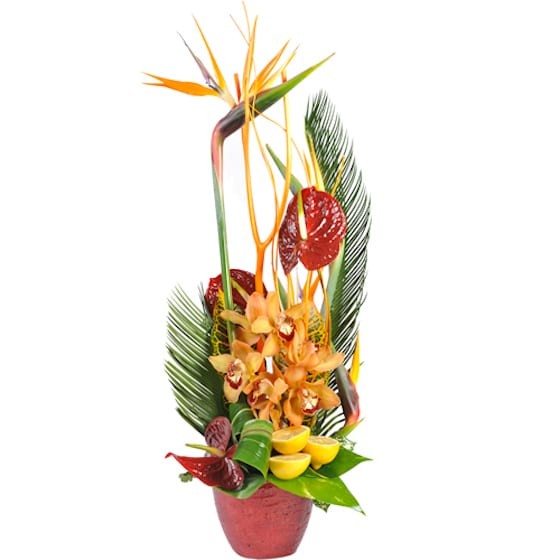 image de la Composition Noël, Rêve Tropical | Entrefleuristes image de la Composition Noël, Rêve Tropical | Entrefleuristes
