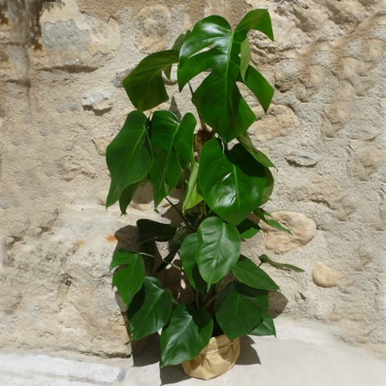 image de la plante Monstera Pertusum  | Entrefleuristes