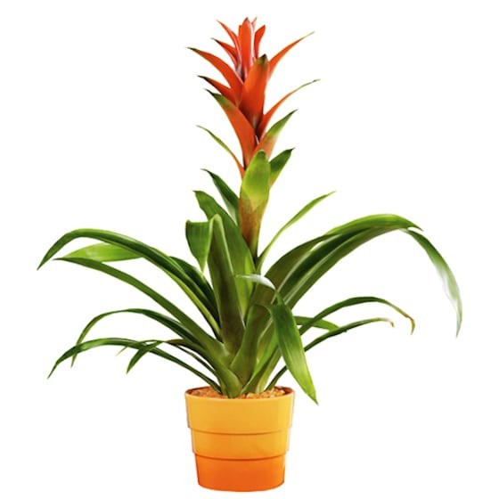 Marinella en Fleur, Guzmania - Livraison de plantes à domicile en 4h -  EntreFleuristes