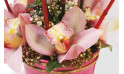 vue sur les orchidée de couleur rose | Entrefleuristes